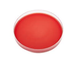 Blood Agar